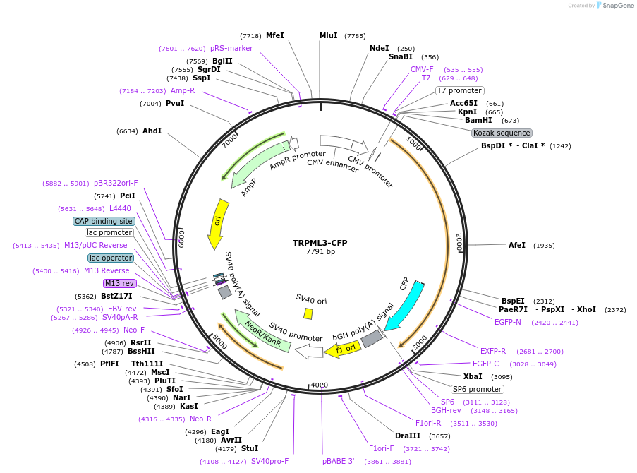 18834-plasmid-map-sequence-id-318682