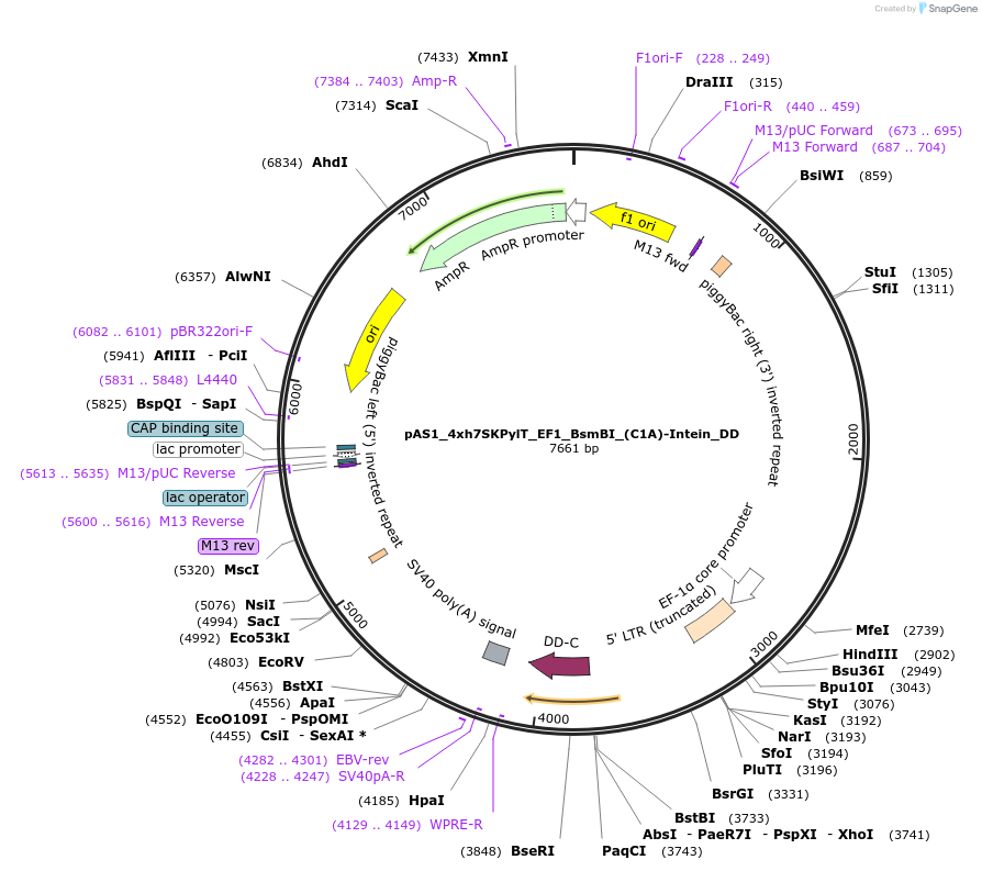 162811-plasmid-map-sequence-id-318683