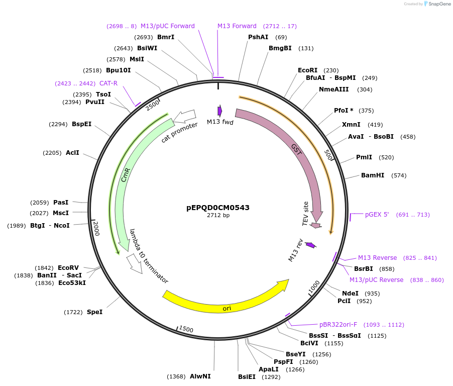 162294-plasmid-map-sequence-id-318684