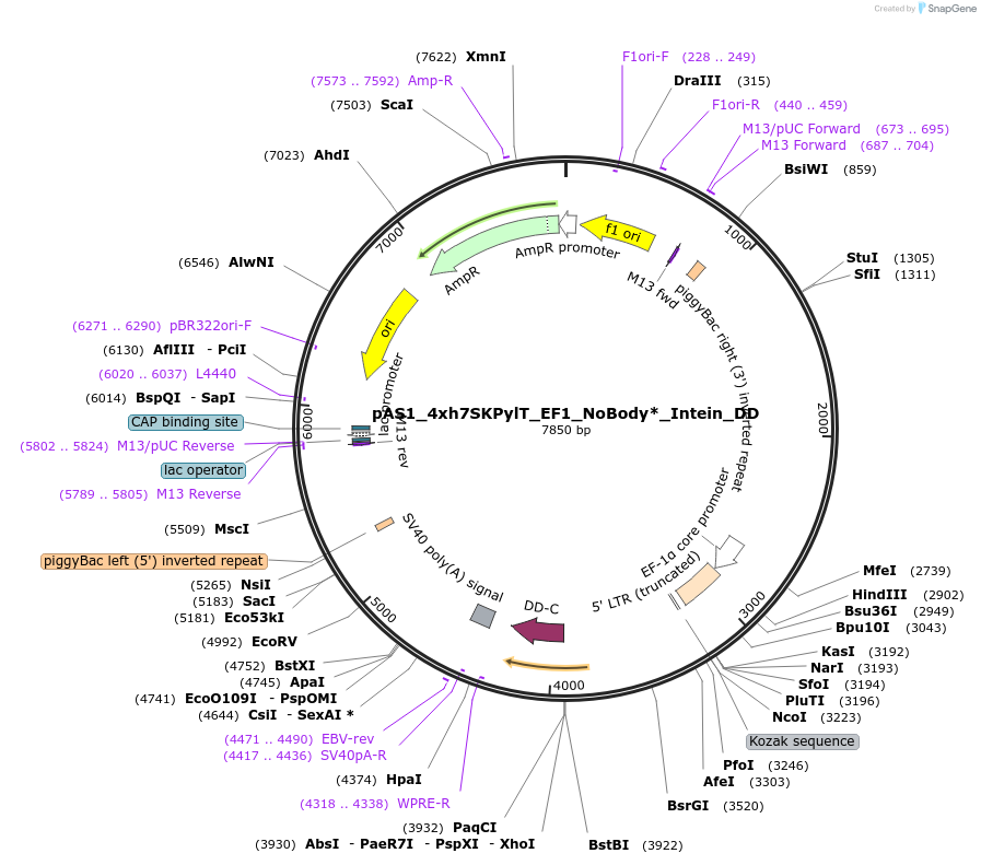 162813-plasmid-map-sequence-id-318686