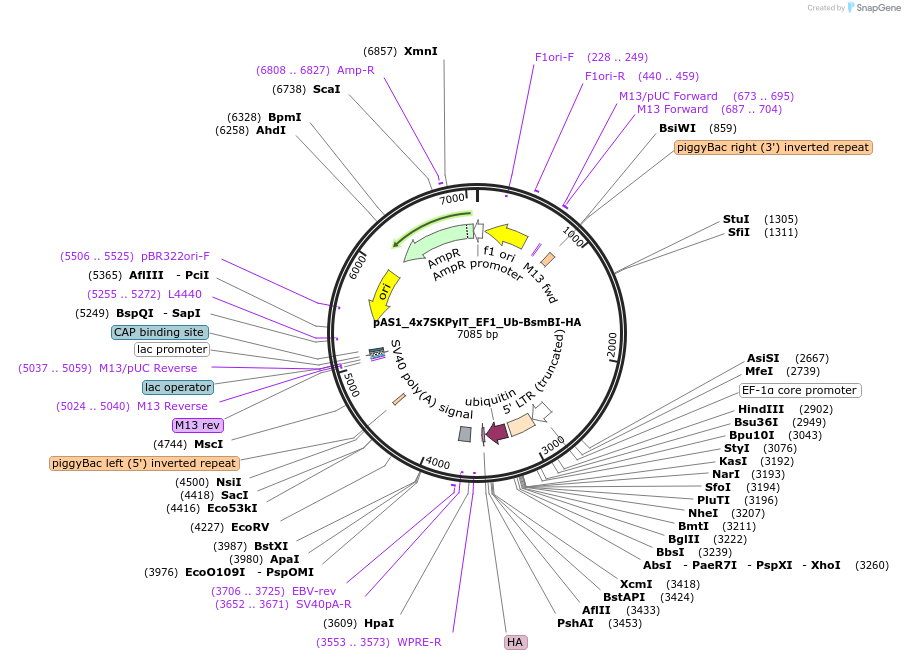 162802-plasmid-map-sequence-id-318687