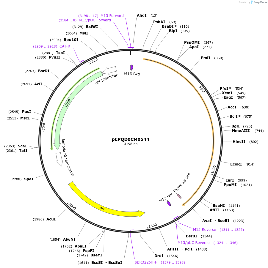 162295-plasmid-map-sequence-id-318688