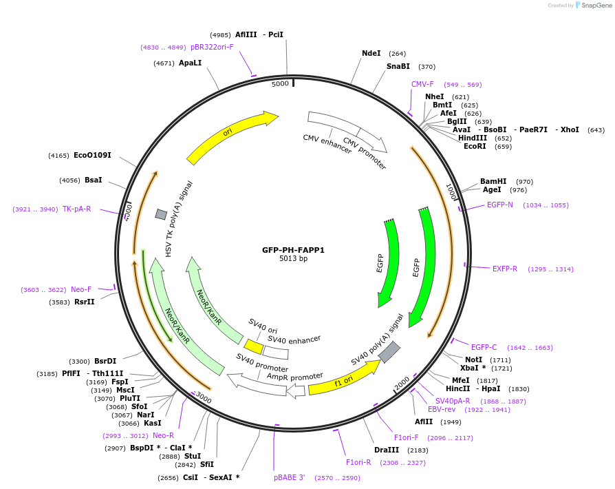 161986-plasmid-map-sequence-id-318717