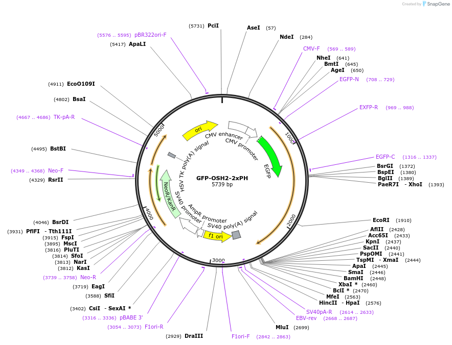 161987-plasmid-map-sequence-id-318718