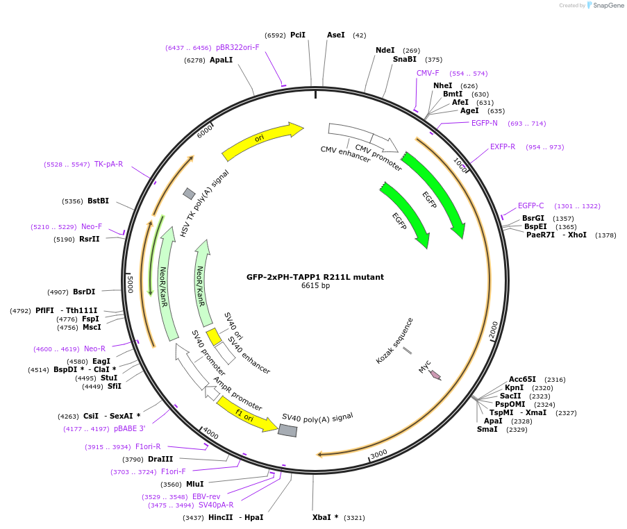 161991-plasmid-map-sequence-id-318727