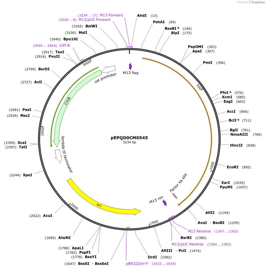 162296-plasmid-map-sequence-id-318730
