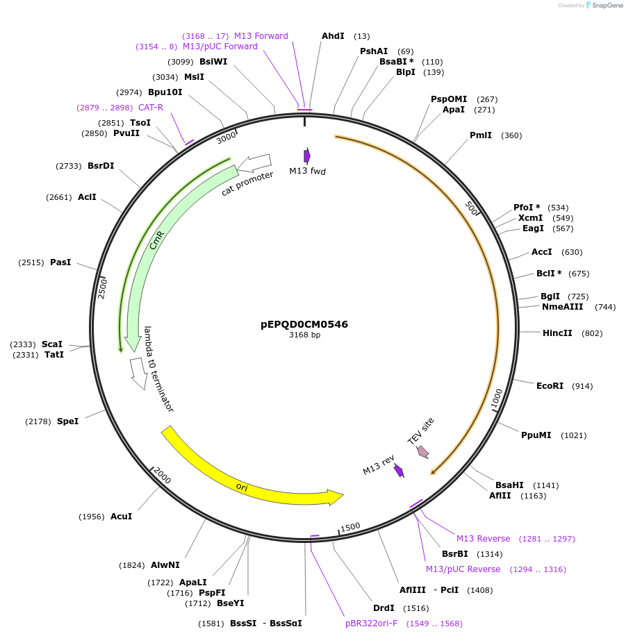 162297-plasmid-map-sequence-id-318732
