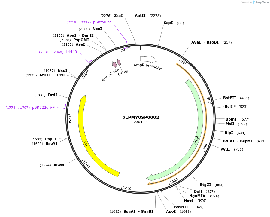 162304-plasmid-map-sequence-id-318738