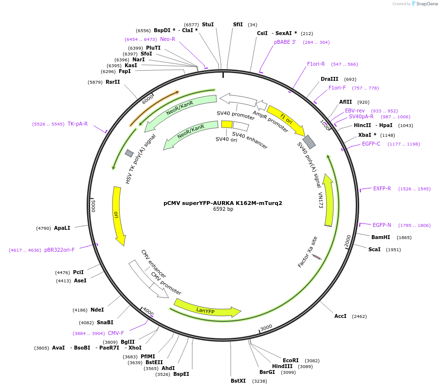 157773-plasmid-map-sequence-id-318741