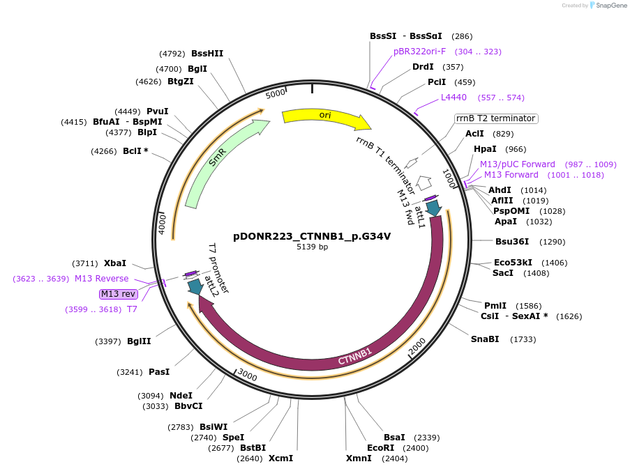 81694-plasmid-map-sequence-id-318742