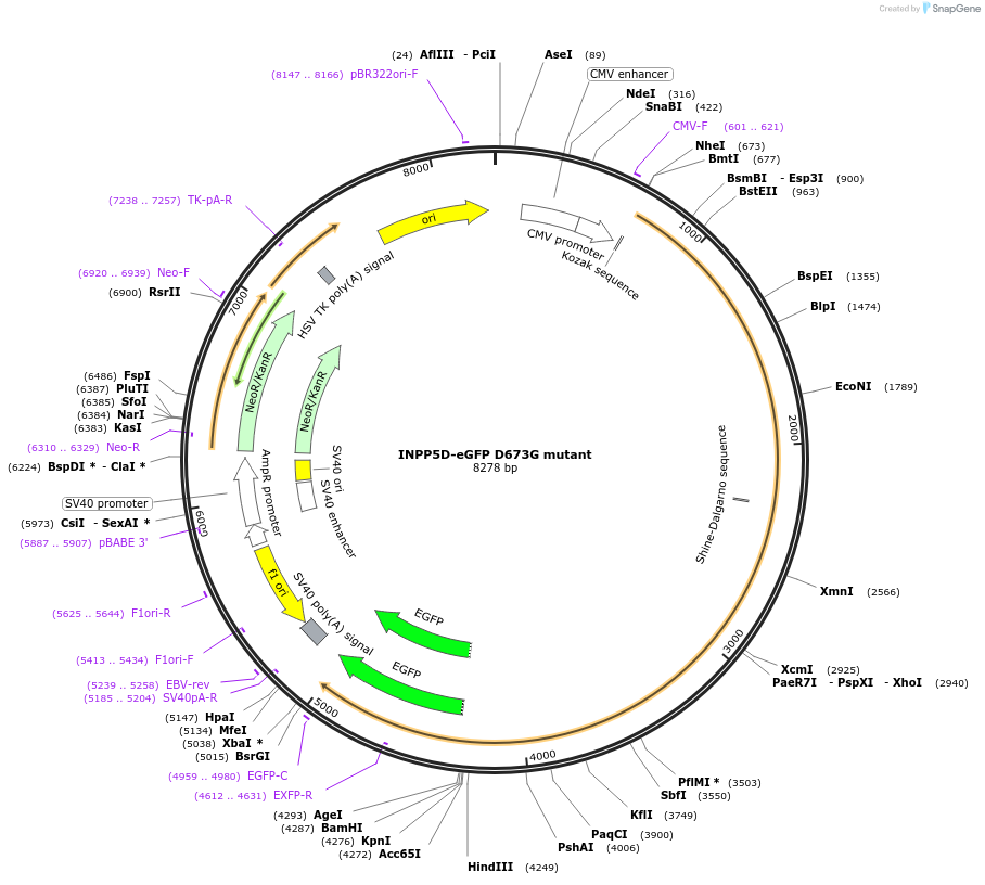 161999-plasmid-map-sequence-id-318758