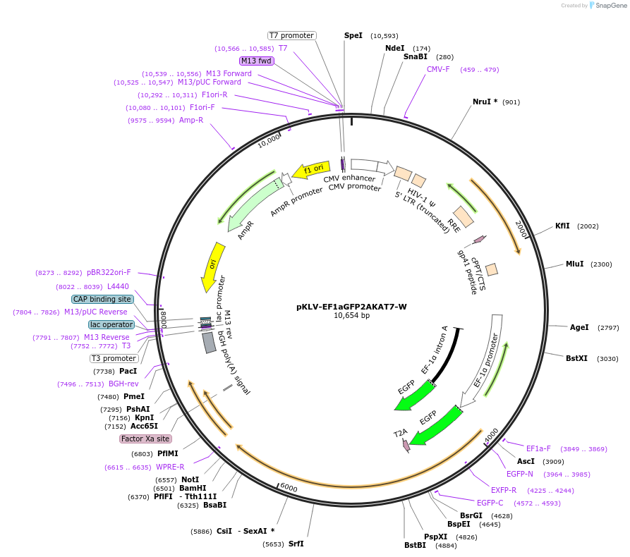 159292-plasmid-map-sequence-id-318760