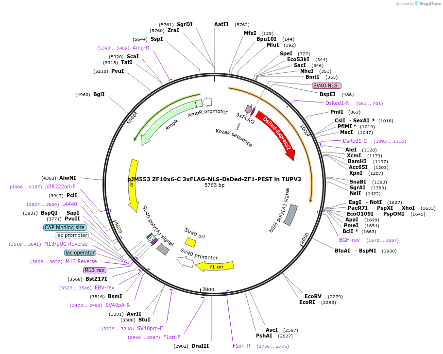 161540-plasmid-map-sequence-id-318785