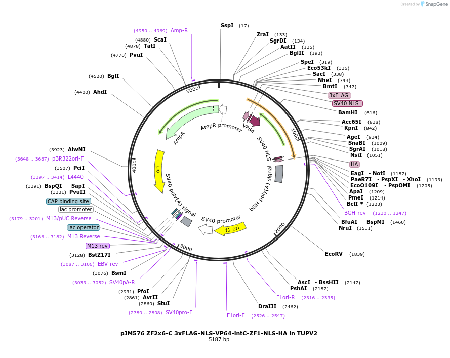 161562-plasmid-map-sequence-id-318788