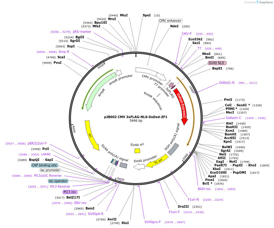 161532-plasmid-map-sequence-id-318789