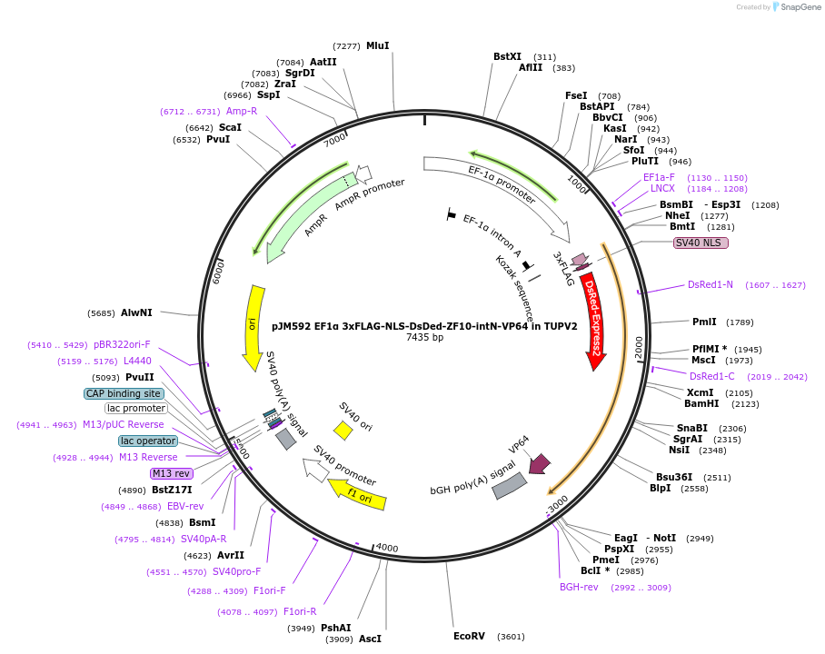 161568-plasmid-map-sequence-id-318791