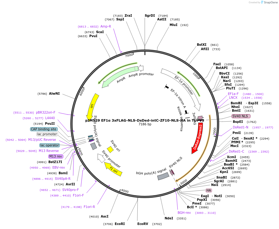161555-plasmid-map-sequence-id-318792