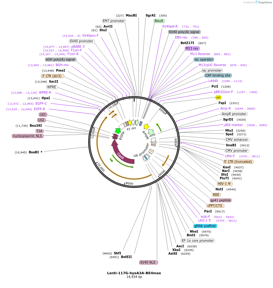 157946-plasmid-map-sequence-id-318810