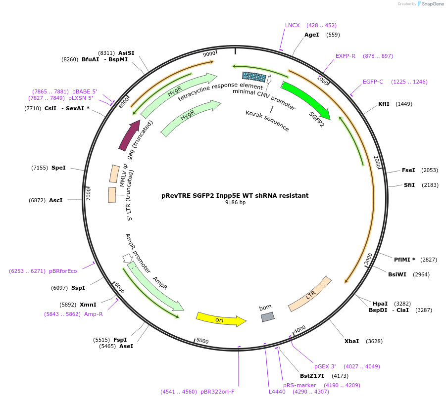 161997-plasmid-map-sequence-id-318817