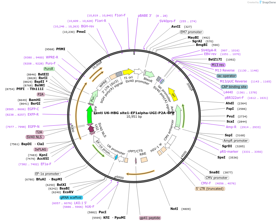 157951-plasmid-map-sequence-id-318821