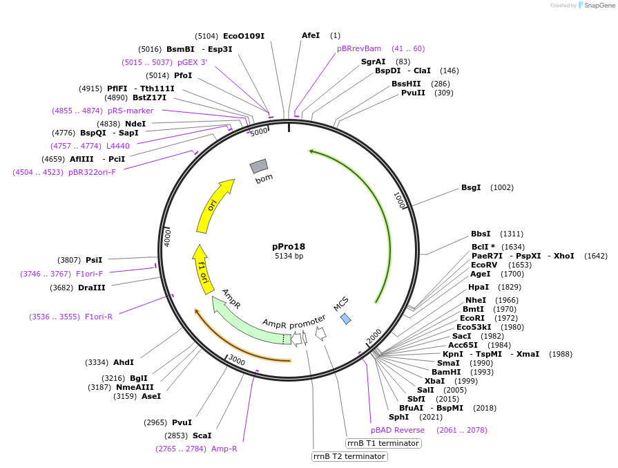 17806-plasmid-map-sequence-id-318826