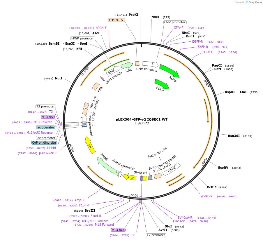 162017-plasmid-map-sequence-id-318827