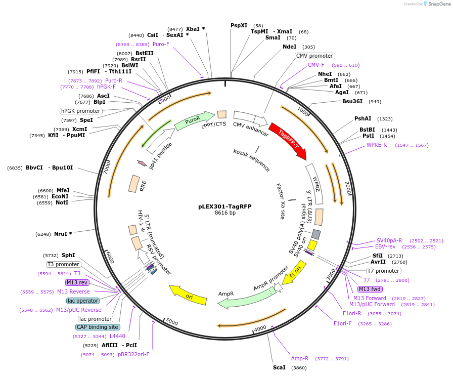 162035-plasmid-map-sequence-id-318832