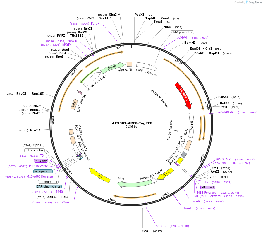 162029-plasmid-map-sequence-id-318833