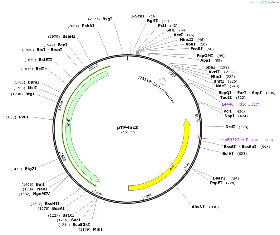153036-plasmid-map-sequence-id-318836