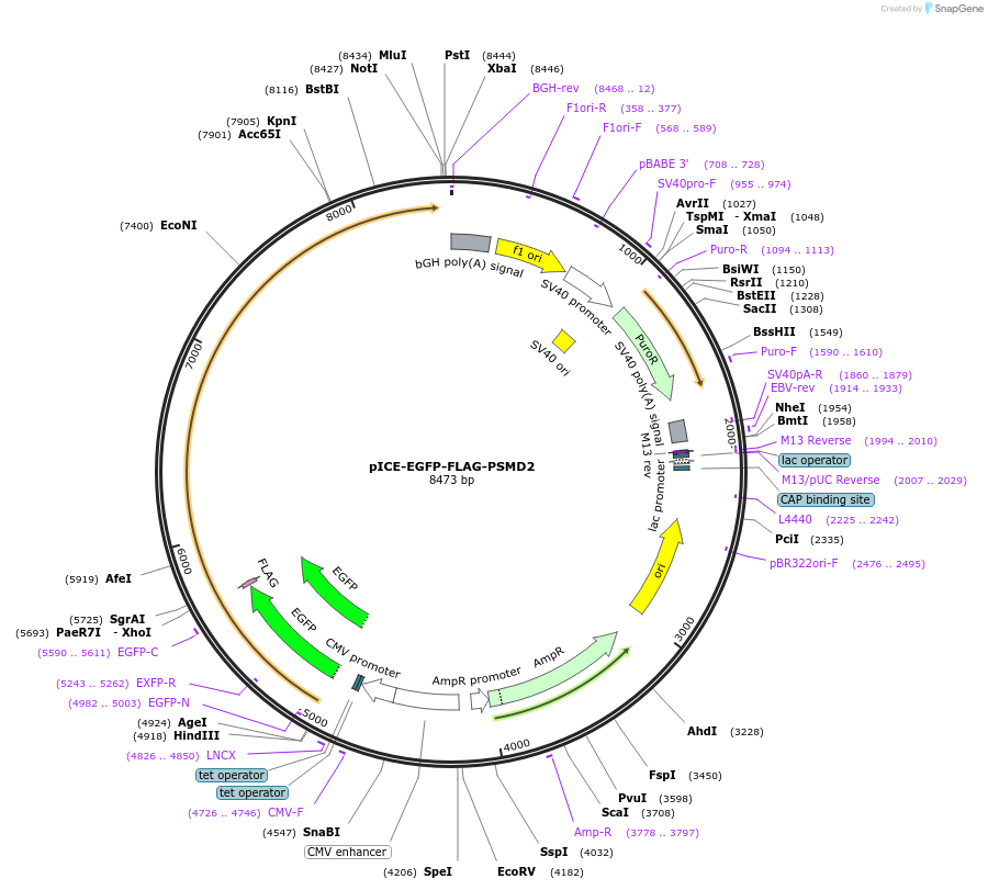 161917-plasmid-map-sequence-id-318837