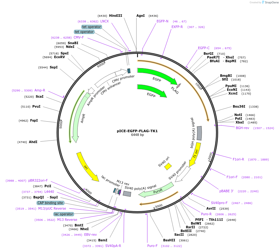 161919-plasmid-map-sequence-id-318844