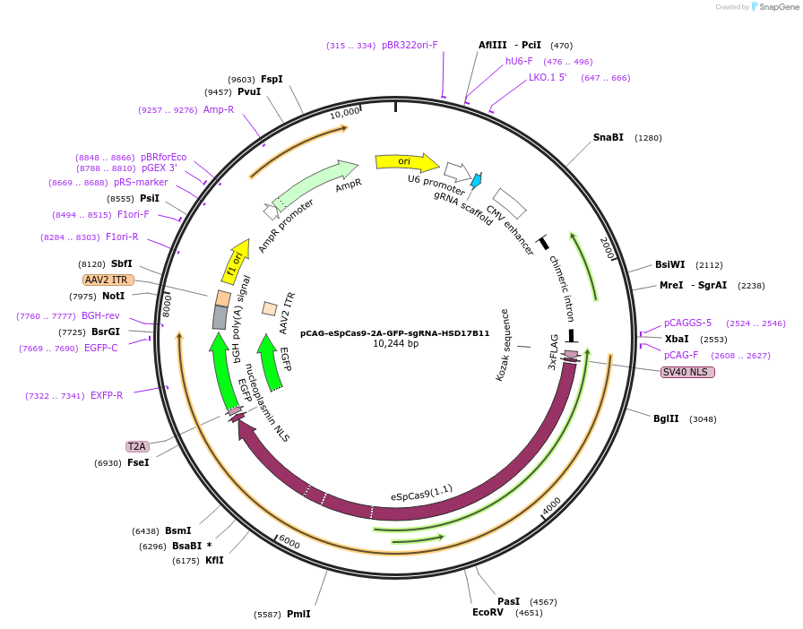 161923-plasmid-map-sequence-id-318845