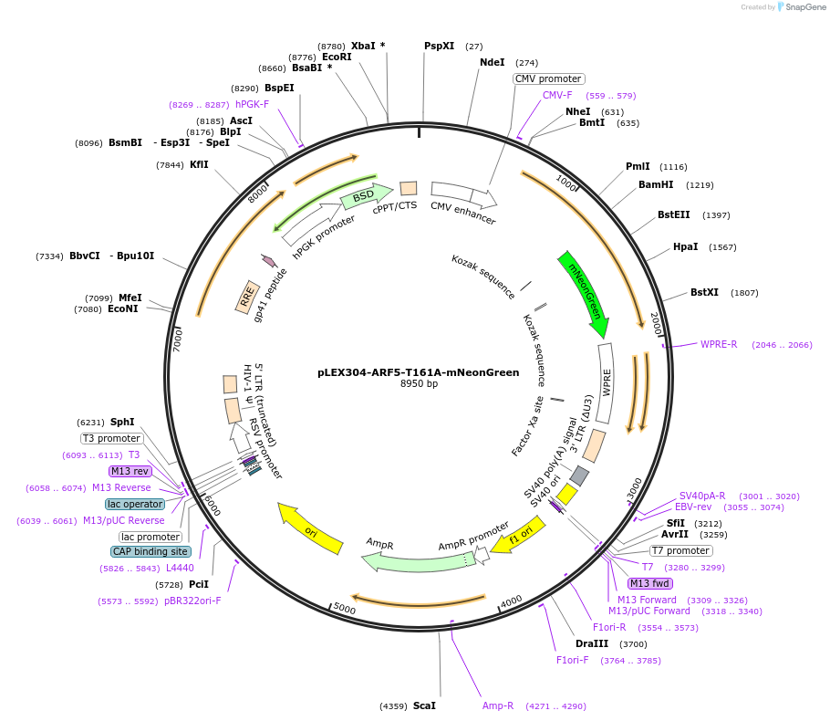 162026-plasmid-map-sequence-id-318853
