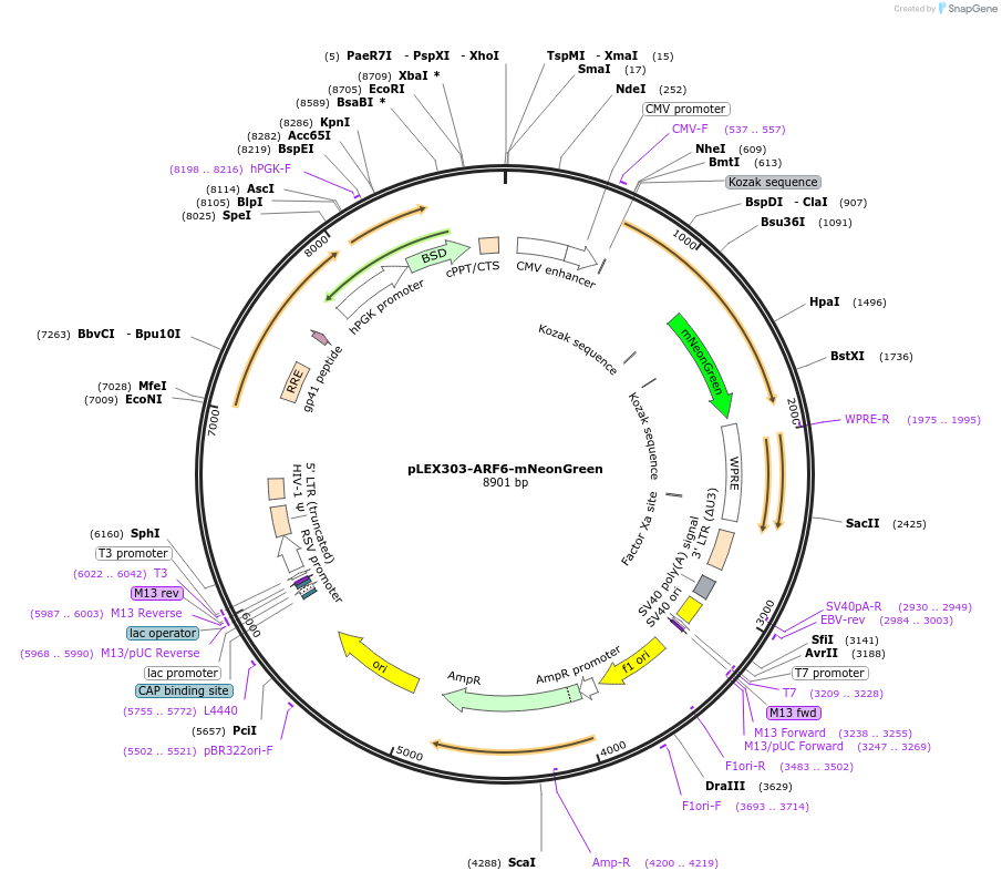 162027-plasmid-map-sequence-id-318857