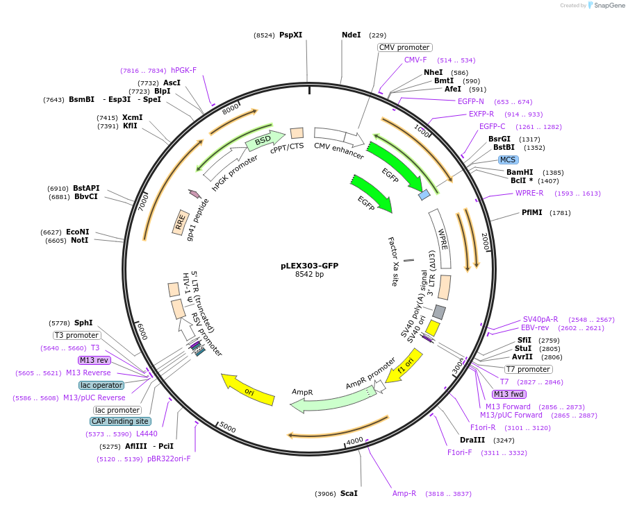 162032-plasmid-map-sequence-id-318860