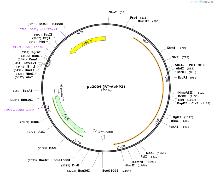 157882-plasmid-map-sequence-id-318894