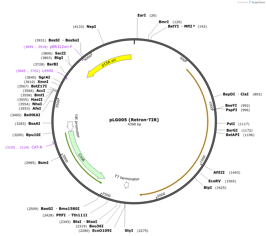 157883-plasmid-map-sequence-id-318895