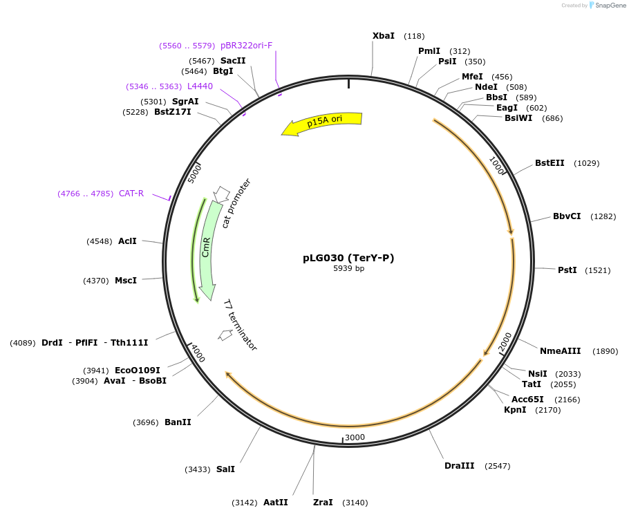 157908-plasmid-map-sequence-id-318904