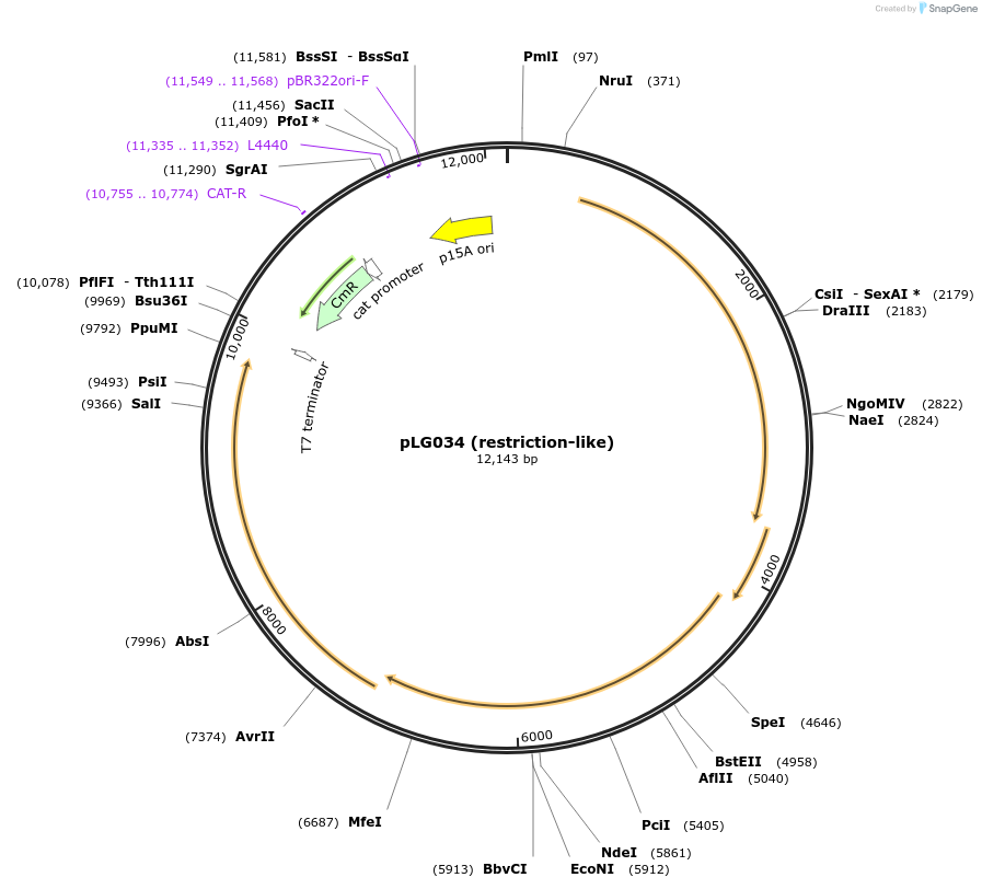 157912-plasmid-map-sequence-id-318905
