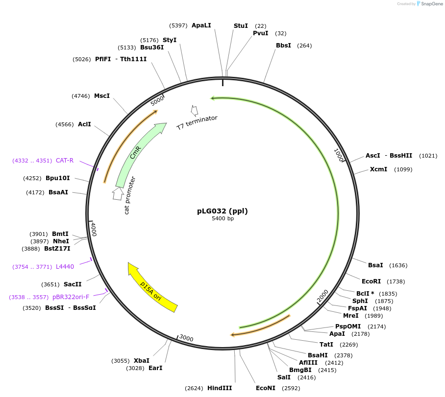 157910-plasmid-map-sequence-id-318906