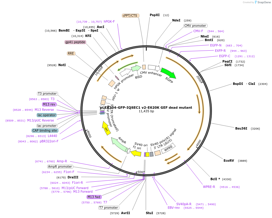 162020-plasmid-map-sequence-id-318915
