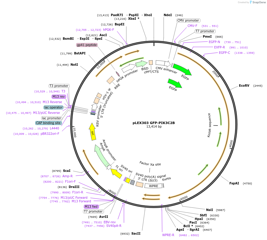 162001-plasmid-map-sequence-id-318918