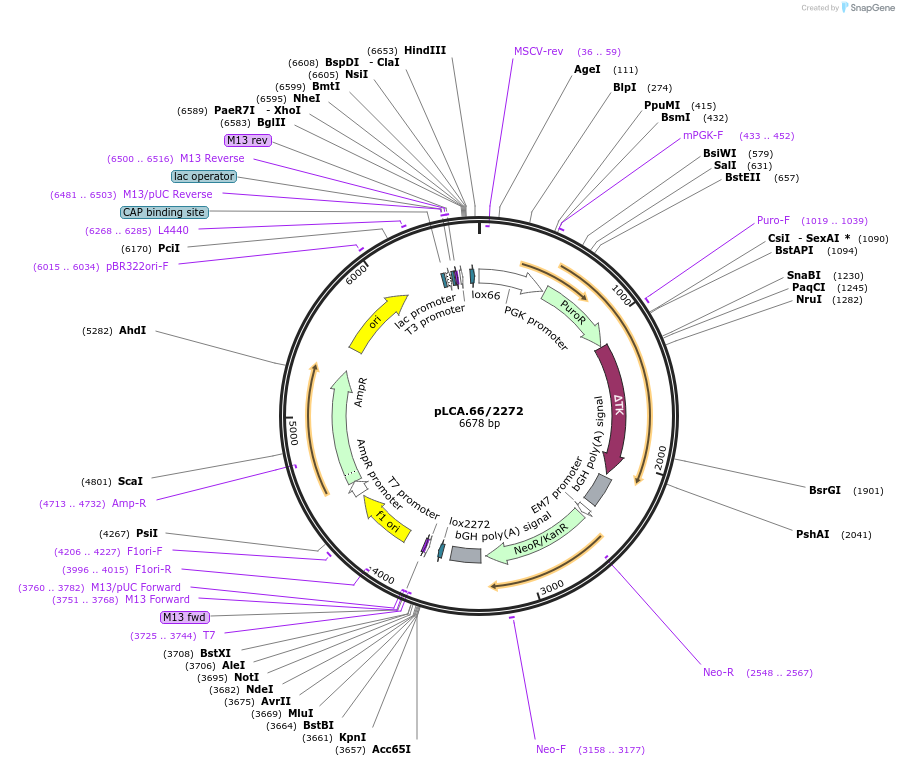 22733-plasmid-map-sequence-id-318924