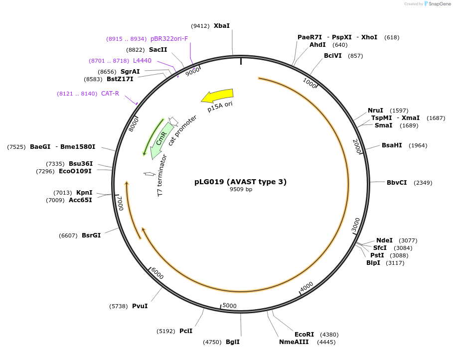 157897-plasmid-map-sequence-id-318925