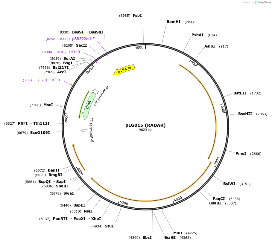 157893-plasmid-map-sequence-id-318928