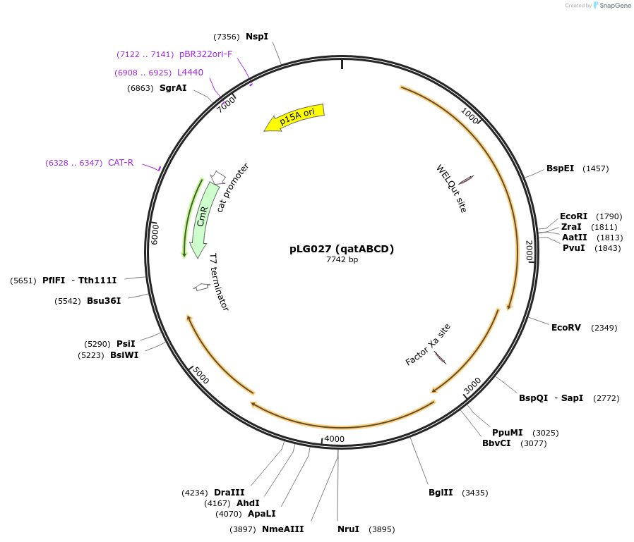 157905-plasmid-map-sequence-id-318935