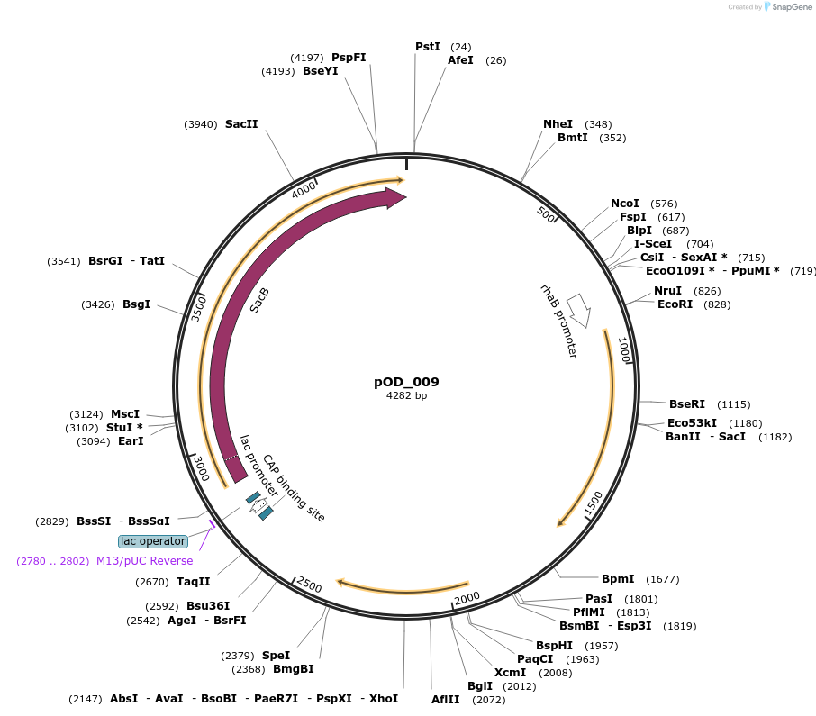 159520-plasmid-map-sequence-id-318943