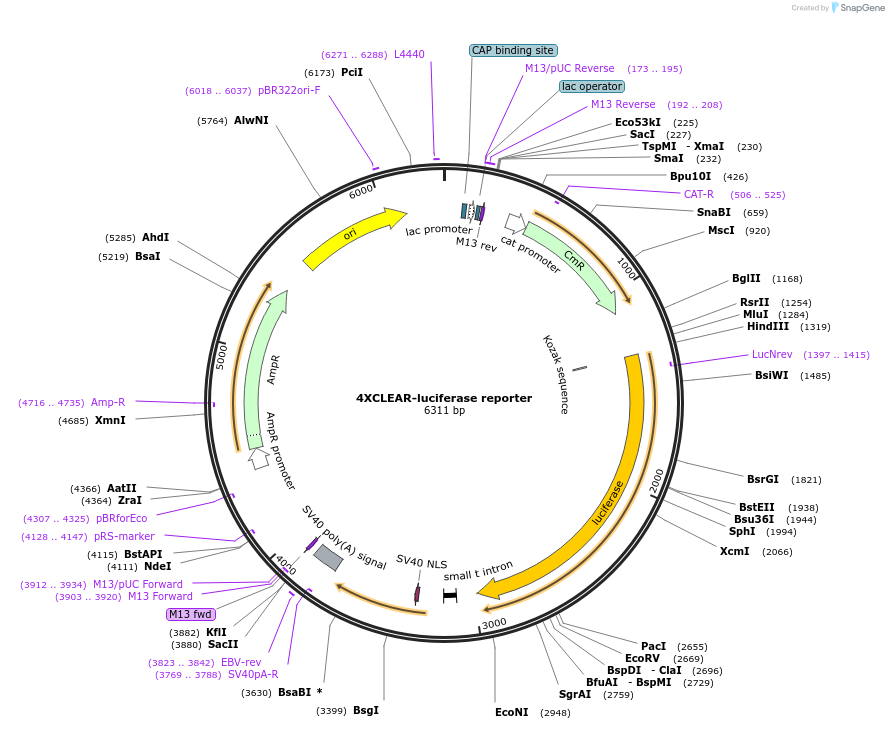 66800-plasmid-map-sequence-id-318948