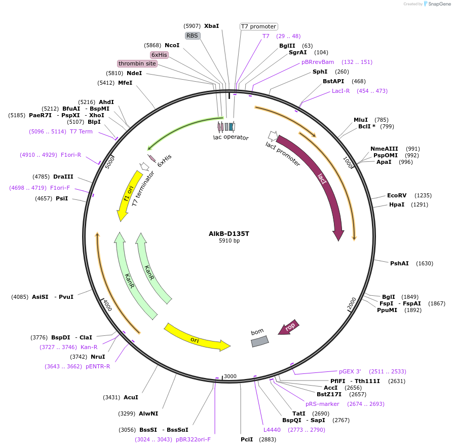 160433-plasmid-map-sequence-id-318950