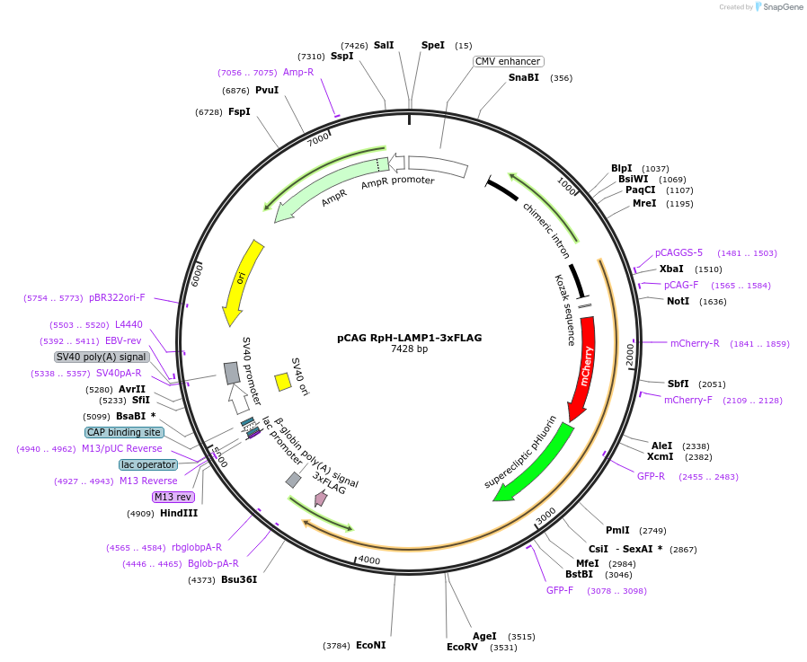 163018-plasmid-map-sequence-id-318961